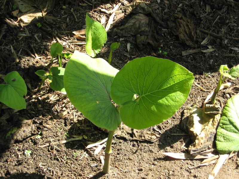 Photo of Root Beer Plant (Piper auritum) uploaded by wcgypsy