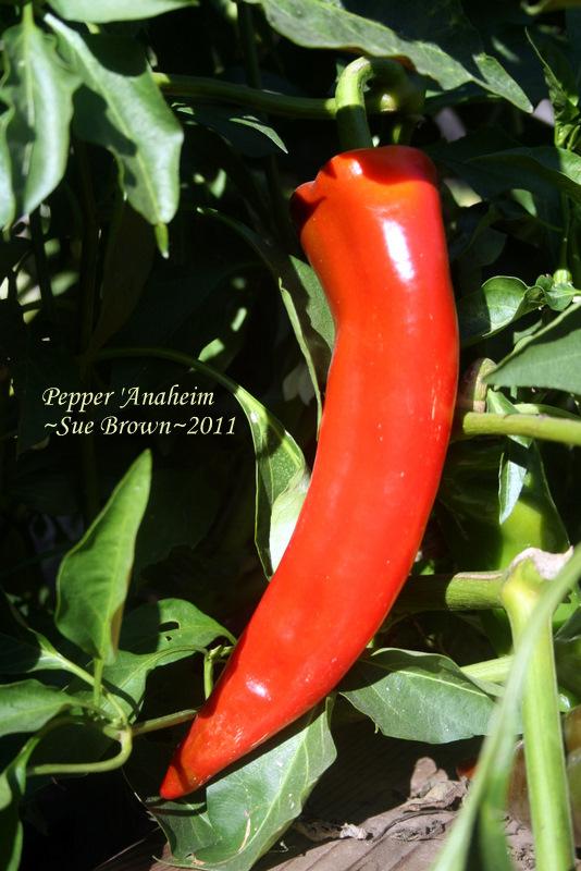 Photo of Pepper (Capsicum annuum 'Anaheim') uploaded by Calif_Sue