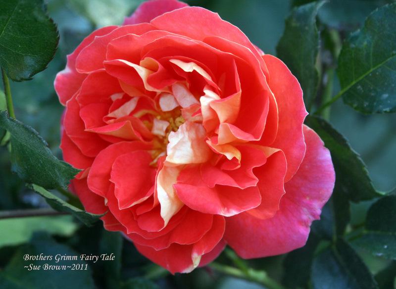 Photo of Rose (Rosa 'Gebrueder Grimm') uploaded by Calif_Sue