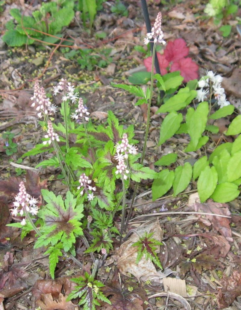 Photo of Allegheny Foamflower (Tiarella cordifolia 'Elizabeth Oliver') uploaded by Carolyn22