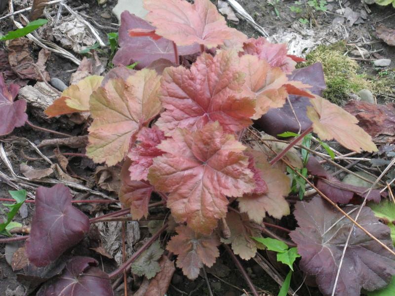 Photo of Coral Bells (Heuchera 'Southern Comfort') uploaded by Carolyn22