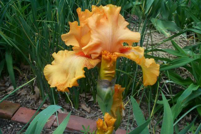 Photo of Tall Bearded Iris (Iris 'Brilliance') uploaded by Newyorkrita