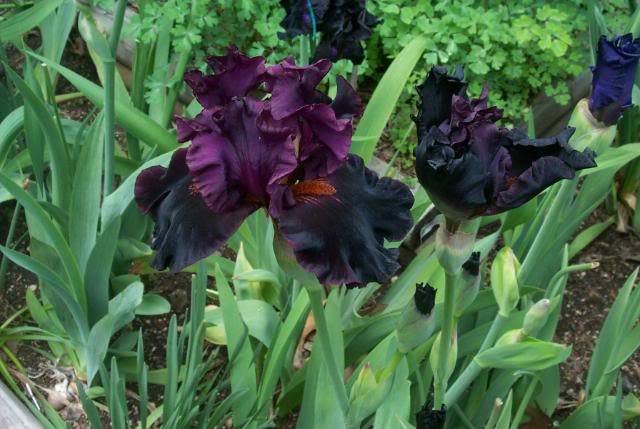 Photo of Tall Bearded Iris (Iris 'Magical Realism') uploaded by Newyorkrita