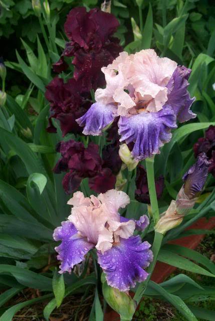 Photo of Tall Bearded Iris (Iris 'Florentine Silk') uploaded by Newyorkrita