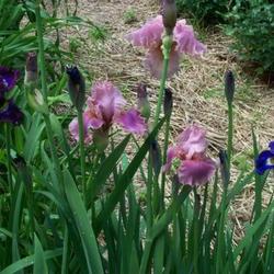 Location: In my garden. 
Date: 2011-05-24
Tall Beared and Siberian Iris blooming.