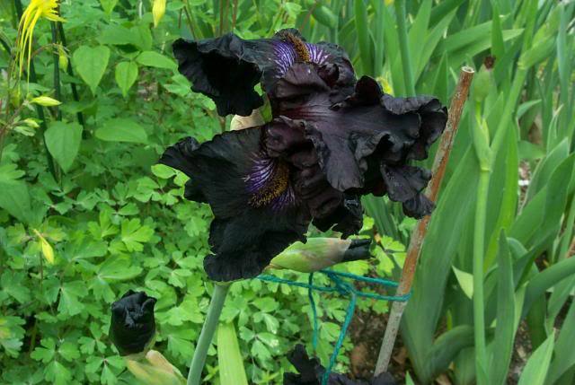 Photo of Tall Bearded Iris (Iris 'Crimson Lights') uploaded by Newyorkrita