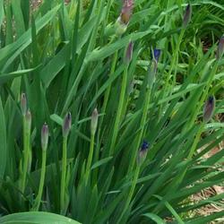Location: In my garden. 
Date: 2011-05-22
Siberian Iris in bud.