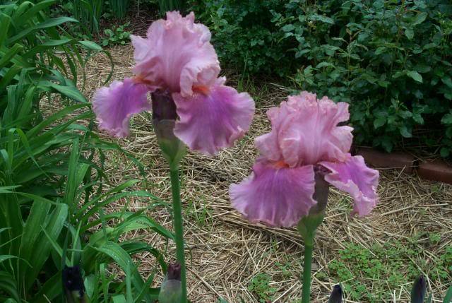 Photo of Tall Bearded Iris (Iris 'Okapi Poppy') uploaded by Newyorkrita