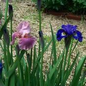 Location: In my garden. Date: 2011-05-24Tall Bearded and Siberian Iris blooming.