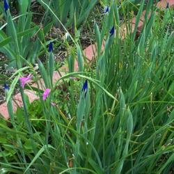 Location: In my garden. 
Date: 2011-05-24
Bloom buds on the dutch iris.