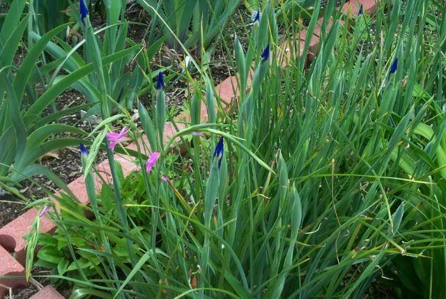 Photo of Dutch Iris (Iris x hollandica) uploaded by Newyorkrita