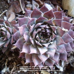 Location: Denver, CO
Date: 2011-11-03
New plant. Source: Timberline Gardens