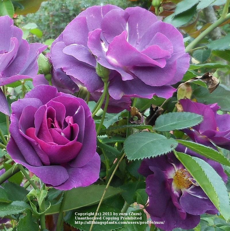 Photo of Rose (Rosa 'Rhapsody in Blue') uploaded by zuzu
