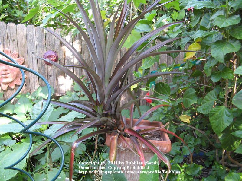 Photo of Variegated Red Pineapple (Ananas comosus var. bracteatus 'Striatus') uploaded by Bubbles