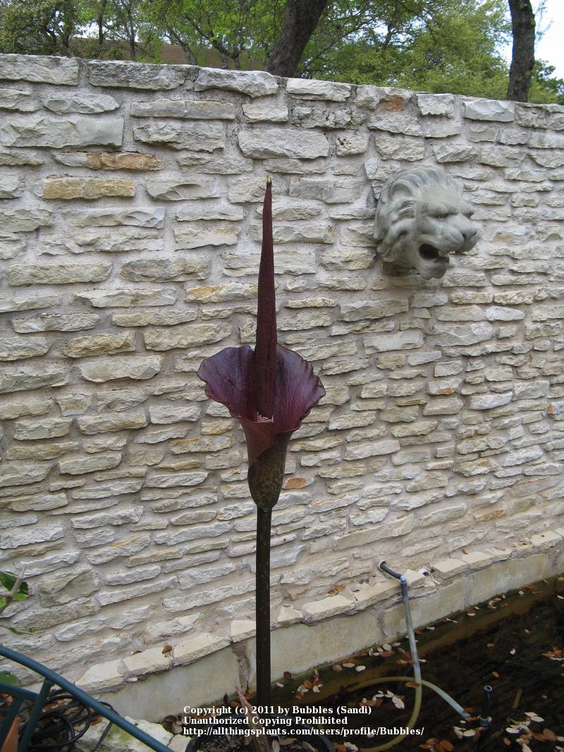 Photo of Voodoo Lily (Amorphophallus konjac) uploaded by Bubbles