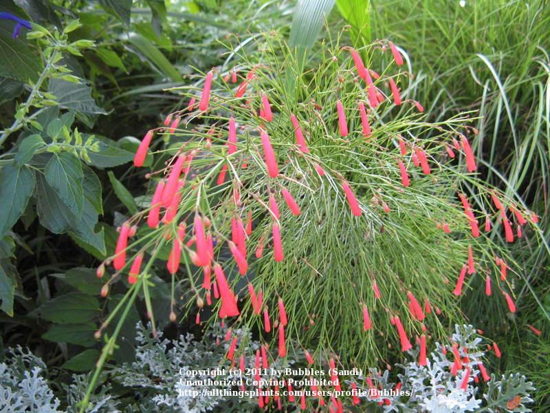 Photo of Firecracker Plant (Russelia equisetiformis) uploaded by Bubbles