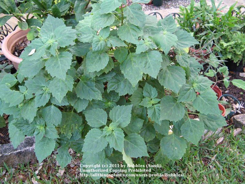 Photo of Patchouli (Pogostemon cablin) uploaded by Bubbles