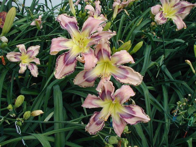 Photo of Daylily (Hemerocallis 'Entwined in the Vine') uploaded by Calif_Sue