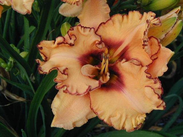 Photo of Daylily (Hemerocallis 'Woman at the Well') uploaded by Calif_Sue