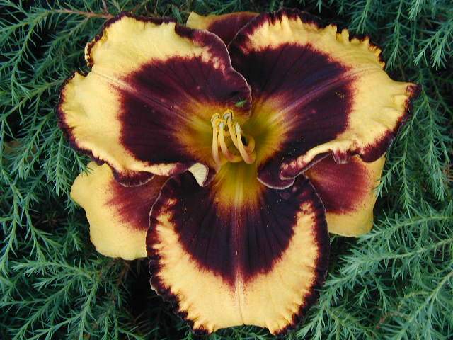 Photo of Daylily (Hemerocallis 'Magnify the Lord') uploaded by Calif_Sue