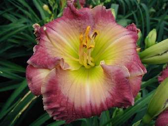 Photo of Daylily (Hemerocallis 'Filled to Overflowing') uploaded by Calif_Sue