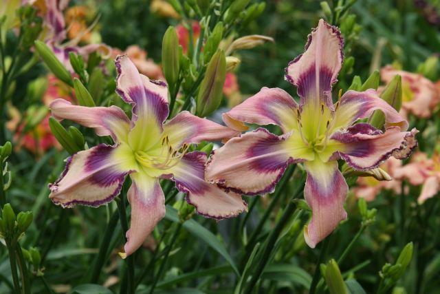 Photo of Daylily (Hemerocallis 'Entwined in the Vine') uploaded by Calif_Sue
