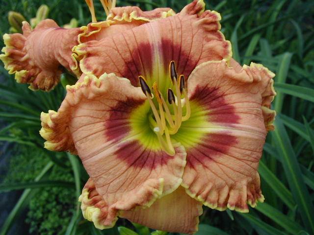 Photo of Daylily (Hemerocallis 'End of the Age') uploaded by Calif_Sue