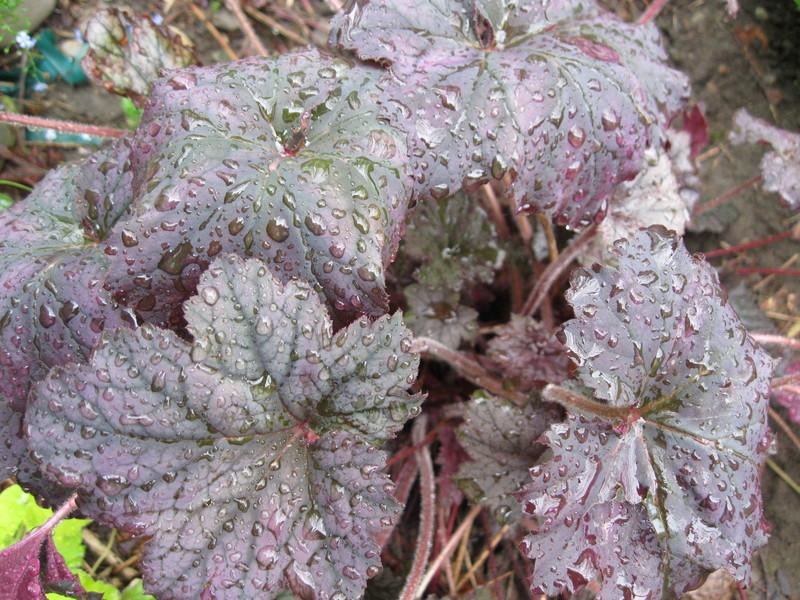 Photo of Coral Bells (Heuchera 'Frosted Violet') uploaded by Carolyn22