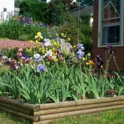 Location: In my garden. 
Date: 2011-05-28
Square raised iris garden.