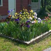 Location: In my garden. Date: 2011-05-28Square raised iris garden.