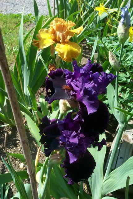 Photo of Tall Bearded Iris (Iris 'Cabaret Act') uploaded by Newyorkrita