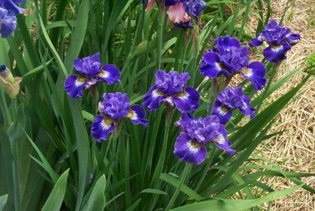 Photo of Siberian Iris (Iris 'Great Falls Love') uploaded by Newyorkrita