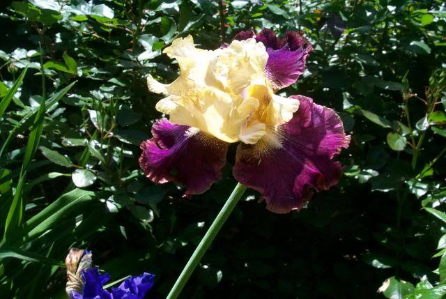 Photo of Tall Bearded Iris (Iris 'Jamaican Dream') uploaded by Newyorkrita