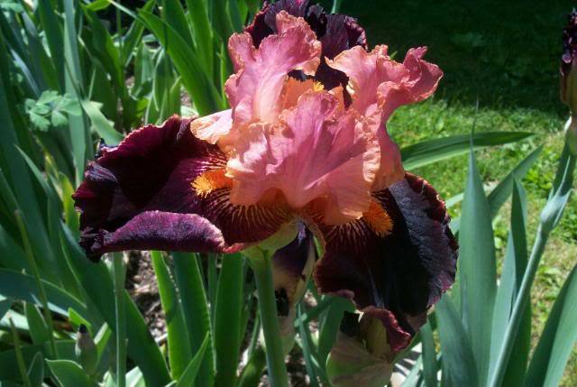 Photo of Tall Bearded Iris (Iris 'Backdraft') uploaded by Newyorkrita