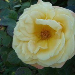 Location: Pleasant Grove, Utah
Date: 2011-11-04
Summers last bloom