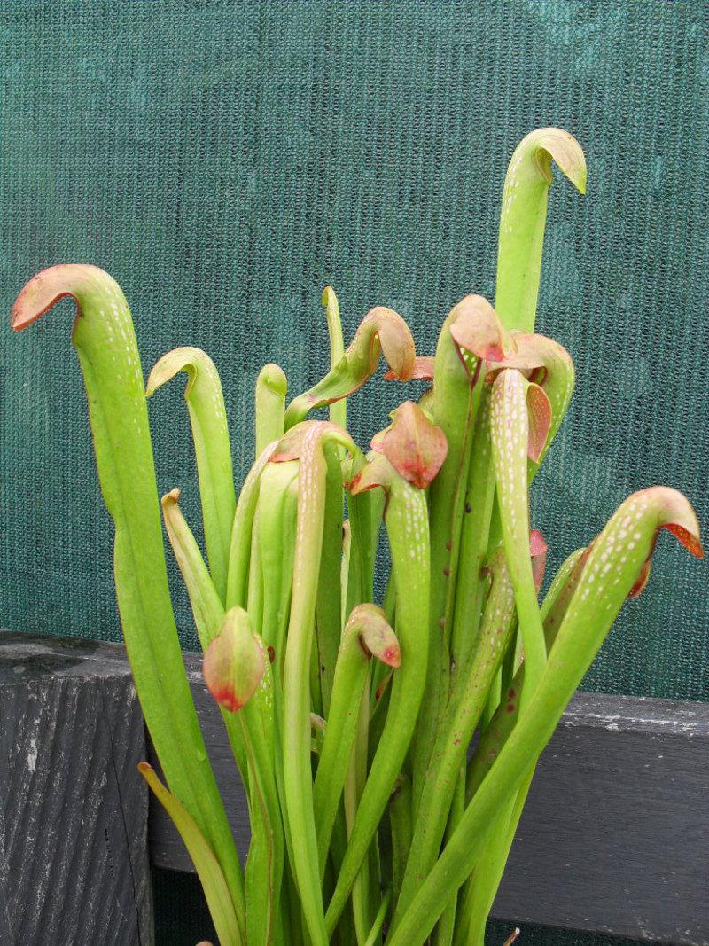 Photo of Hooded Pitcher Plant (Sarracenia minor) uploaded by bree