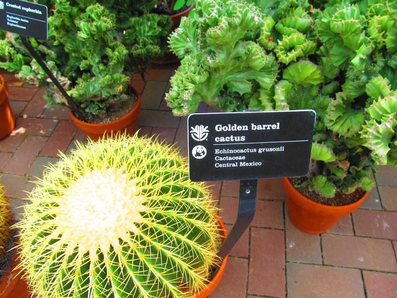 Photo of Golden Barrel Cactus (Kroenleinia grusonii) uploaded by jmorth