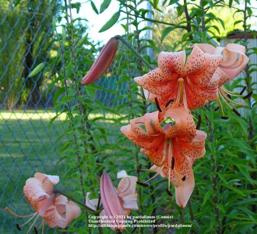 Photo of Lily (Lilium 'Sally') uploaded by pardalinum
