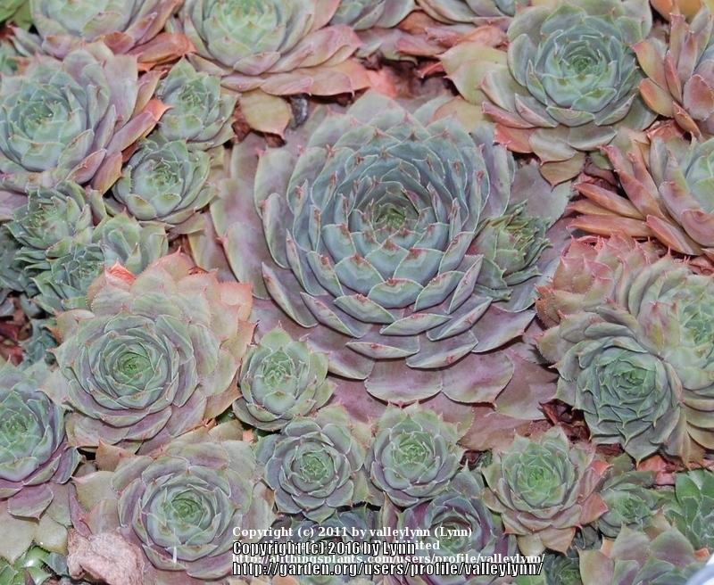 Photo of Hen and Chicks (Sempervivum 'Red Beauty') uploaded by valleylynn