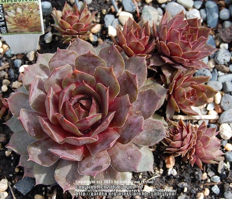 Photo of Hen and Chicks (Sempervivum 'Red Beauty') uploaded by valleylynn