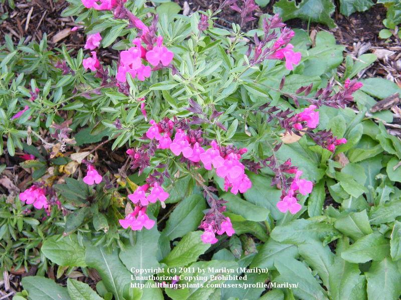 Photo of Autumn Sage (Salvia greggii 'Wild Thing') uploaded by Marilyn