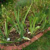 Location: In my garden. Date: 2011-08-14Tall Bearded Iris replanted after dividing.