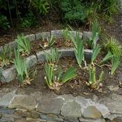 Location: In my garden. Date: 2011-08-14Iris replanted after dividing.