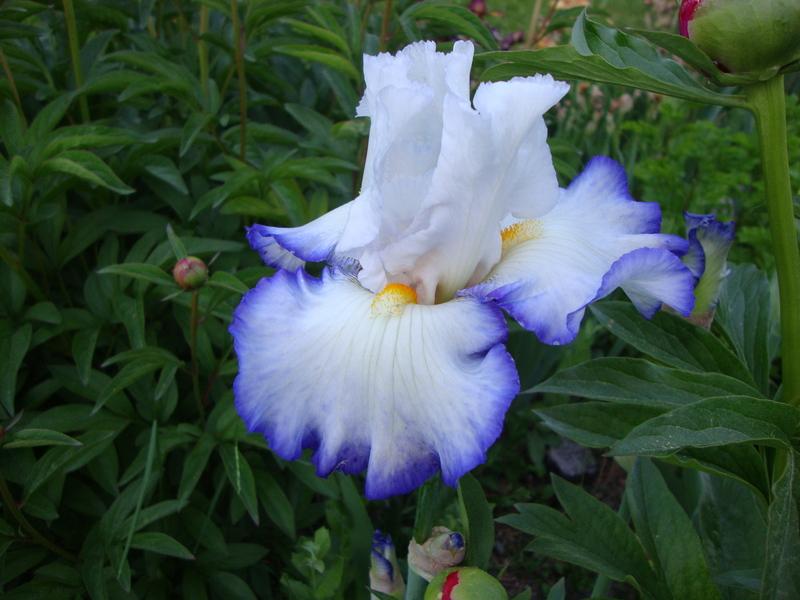 Photo of Tall Bearded Iris (Iris 'Queen's Circle') uploaded by Paul2032