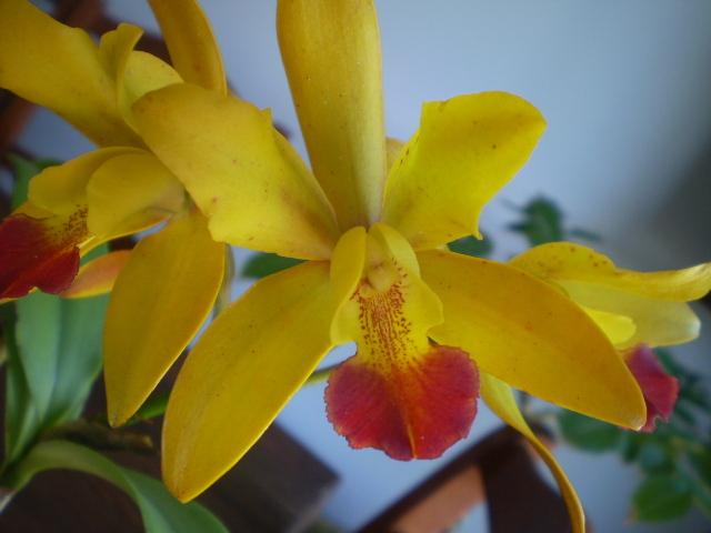 Photo of Orchid (Cattlianthe Galaxy Belle) uploaded by bree