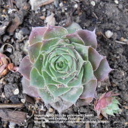 Location: Denver, CO (full sun)
Date: 2011-11-05
New plant. Source: North Hills Nursery