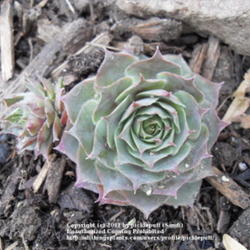 Location: Denver, CO (full sun)
Date: 2011-11-05
New plant. Source: North Hills Nursery