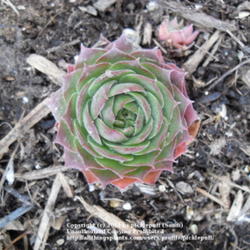 Location: Denver, CO (full sun)
Date: 2011-11-05
New Plant. Source: North Hills Nursery