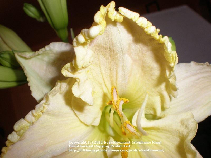 Photo of Daylily (Hemerocallis 'Boundless Beauty') uploaded by rebloomnut