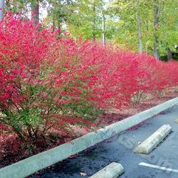 Location: I took this at a Doctor's office near my house.
Date: 2011-11-04
Great fall color.